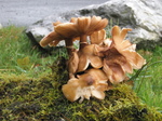 JT00842 Mushrooms near car park.jpg